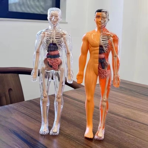 Teaching tool human torso - teaching,