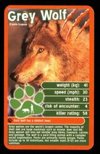 1 x info card deadliest predator Grey Wolf - R114