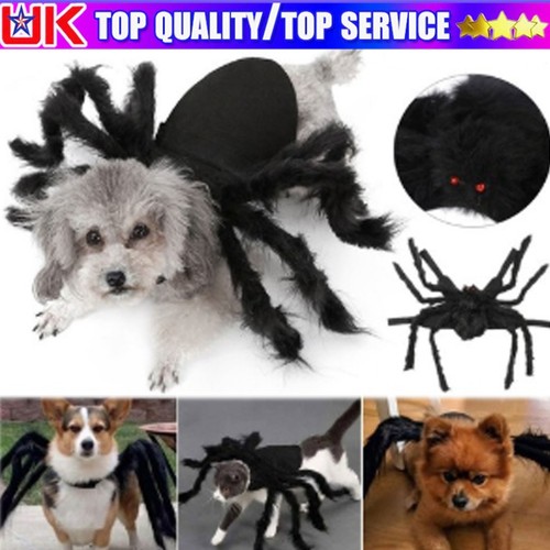 Halloween pet spider - spider, black