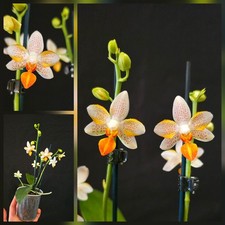 Rare Phalaenopsis Mini Mark