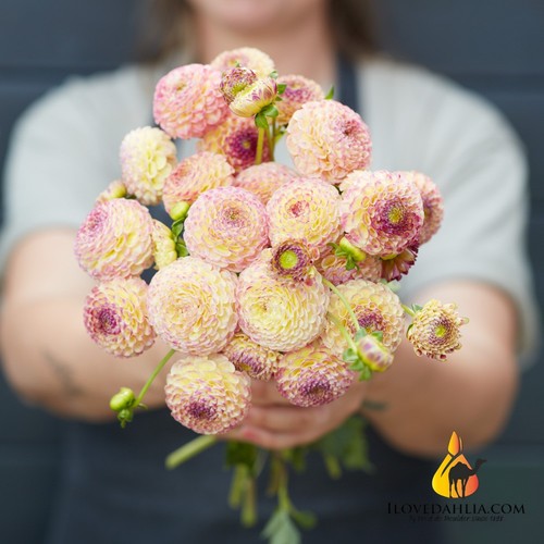 Dahlia tuber hapet - -,