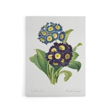Floral Primula Auricula Redoute Vintage Canvas Wall Art Print