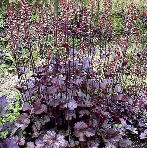 Heuchera melting fire - heuchera, fire’