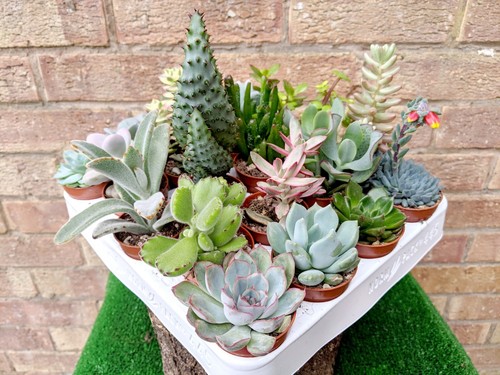 Small succulent plants - succulent,