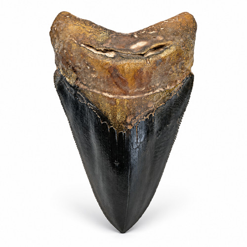 Megalodon shark tooth - megalodon, –