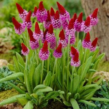 Primula vialii plug - plants, red