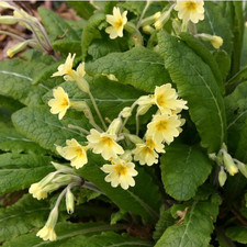Primula elatior (Oxlip) 3 x