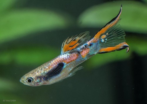 Two pair male 2 - pair, endlers)