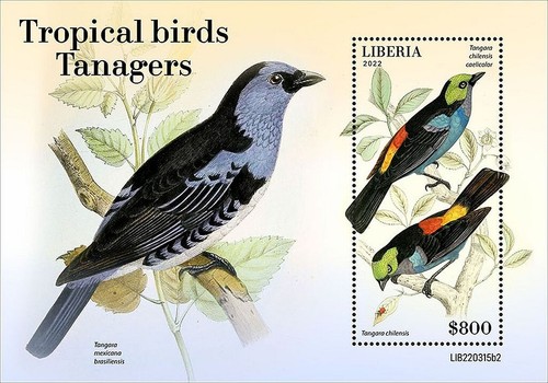 Tanagers tanager tropical - tanagers,