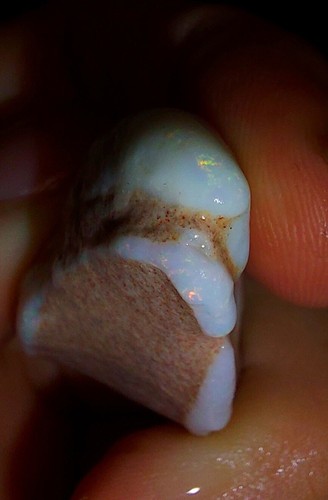 Opalised shell clam fossil - opalised,