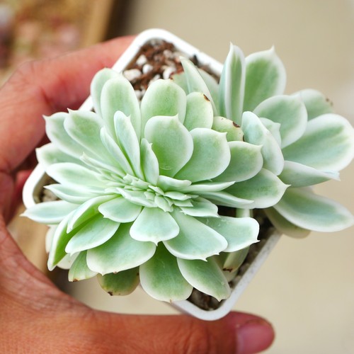 Exact plant echeveria - plant, lemon