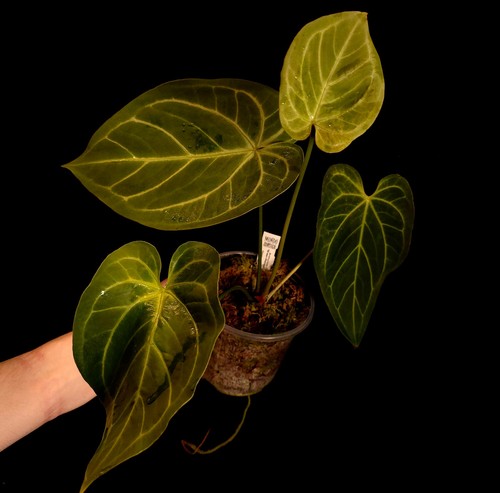 Anthurium green mamba - 'green,