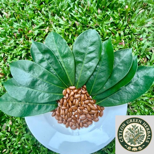 Annona muricata seed graviola - muricata,