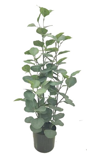 Artificial trees bamboo - artificial, –