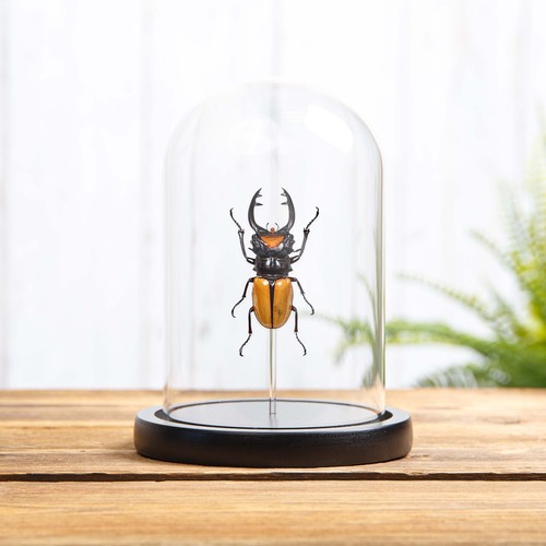 Stag taxidermy beetle - taxidermy,