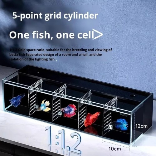 Compartment betta fish - compartment,