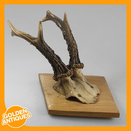 Roe deer antlers horns wall - deer,