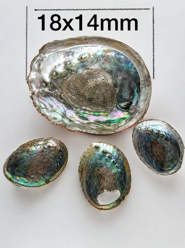 Large abalone shell - large, iridescent
