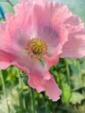 Poppy Of Troy - The Giant