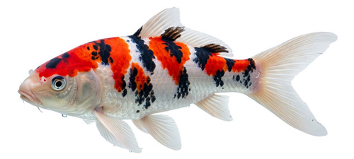 Taisho sanke koi carp - koi,