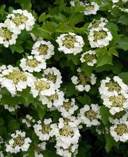 Viburnum opulus - Guelder Rose 1 x 9cm pot