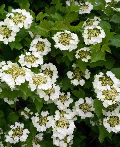 Viburnum opulus guelder rose - viburnum,