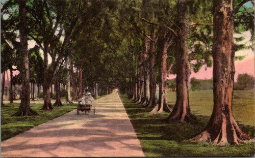 Australian pine walk - australian, palm