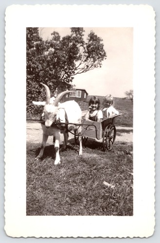 Goat cart rural farm family - goat,