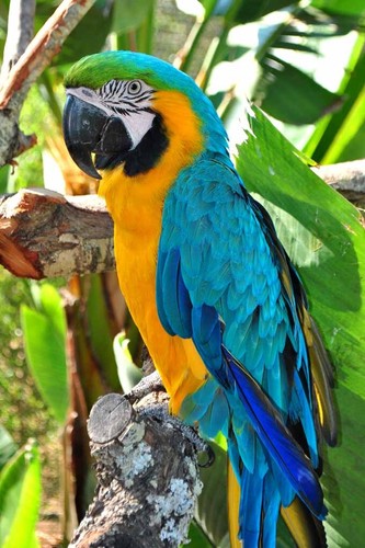 Macaw parrot yellow and blue - macaw,
