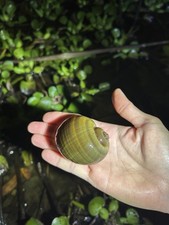 2 Mystery Snails Apple Snail