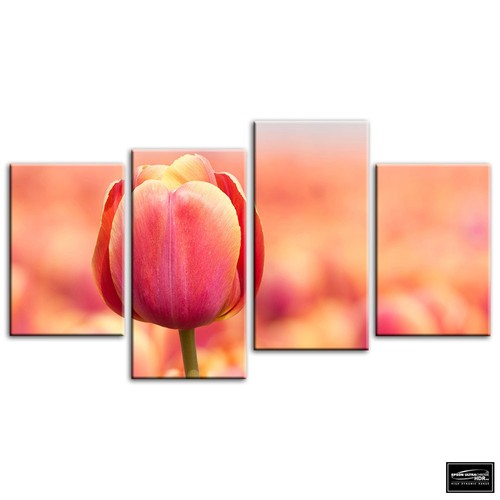 Tulips flowers floral - flowers,