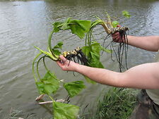 WATER LILIES 8 POND PLANTS