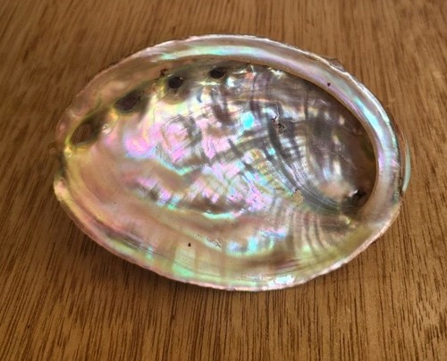 Large abalone shell multi - large,