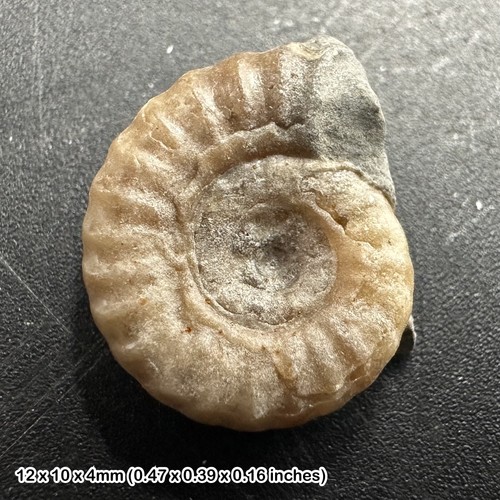 Charmouth promicroceras - charmouth,