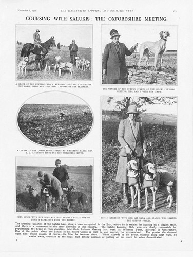 Coursing the saluki - the,