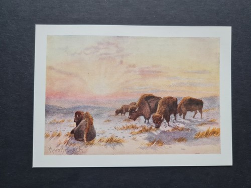 Antique 1907 print buffalo - 1907,