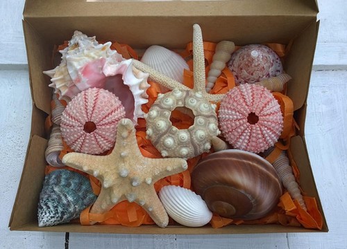 Mixed shells sputnik pink - 16,