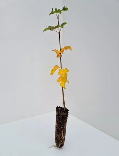 Field maple acer - field, campestre