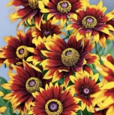 Rudbeckia Hirta Coneflower