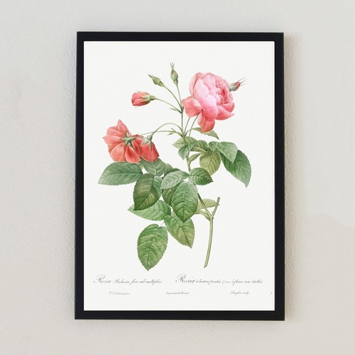 Vintage rose botanical - vintage,