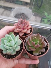 Echeveria Succulents