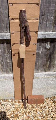 Blackthorn walking stick shank - stick,