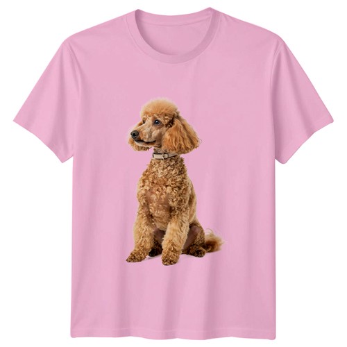 Apricot poodle sitting dog - poodle,