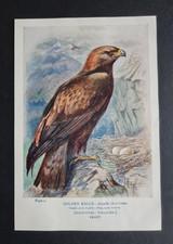 Antique 1910 print - Golden