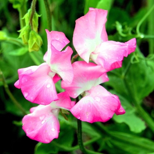 Mrs bolton sweet pea bedding - sweet,