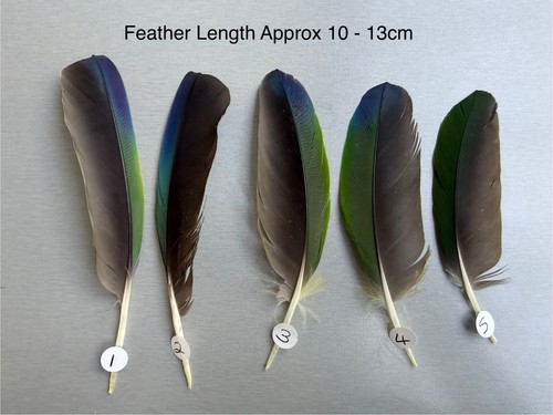 Parrot macaw feather crafts - feather,