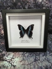 Madagascar Swallowtail
