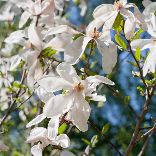 Magnolia kobus - -,