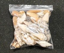 250g Natural Shells -