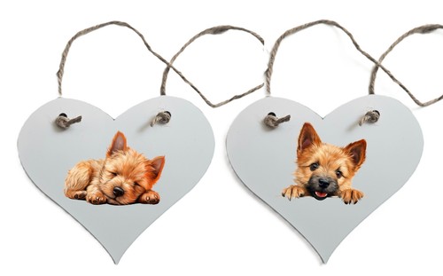 Norwich terrier hanging - terrier,